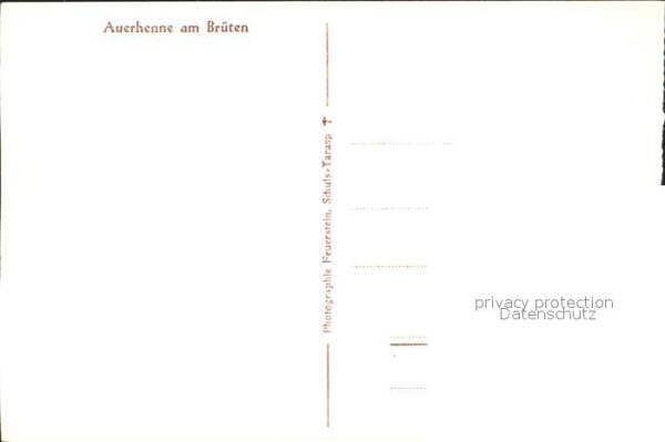 Auerhahn Auerhenne am Brüten – Bild 2