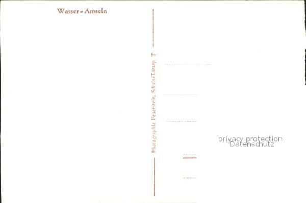 Voegel Wasseramseln – Bild 2