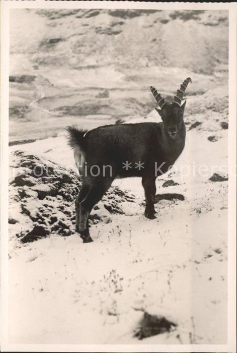 Steinbock