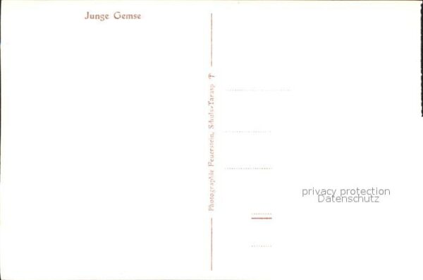 Gemse – Bild 2