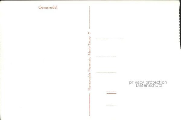 Gemse Gemsrudel – Bild 2