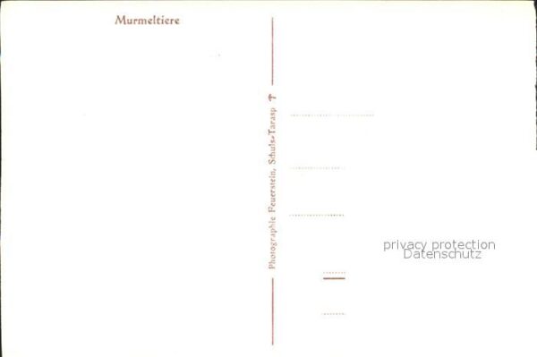 Murmeltier – Bild 2