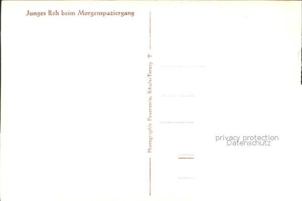 Reh Junges Reh – Bild 2