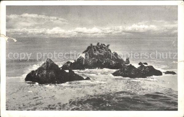Robben Seehunde Seal Rocks Cliff House San Francisco