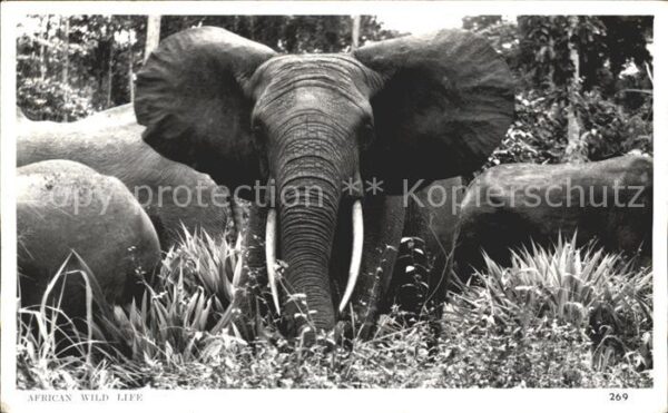 Elefant African wild life