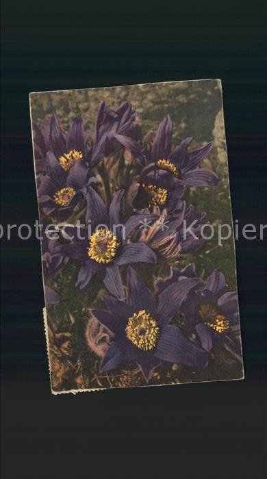 Blumen Anemone montana Berg-Küchenschelle