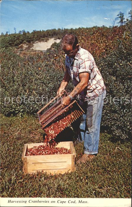 Ernte Landwirtschaft Preiselbeeren Harvesting Cranberries Ca