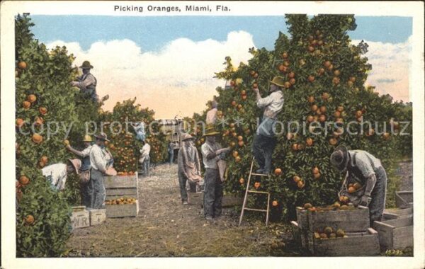 Ernte Landwirtschaft Orangen Picking Oranges Miami