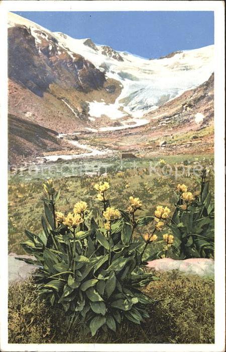 Blumen Gentiana punctata Punktierter Enzian