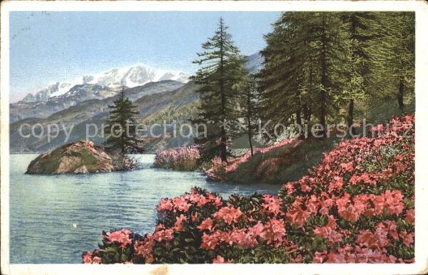 Verlag Photochromie Nr. 1484 Rostfarbige Alpenrose Rhododemdron