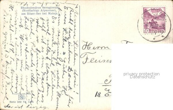 Verlag Photochromie Nr. 1484 Rostfarbige Alpenrose Rhododemdron – Bild 2