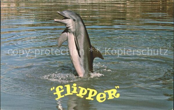 Delfine Delphine Dolphins Dauphins Delfi Flipper