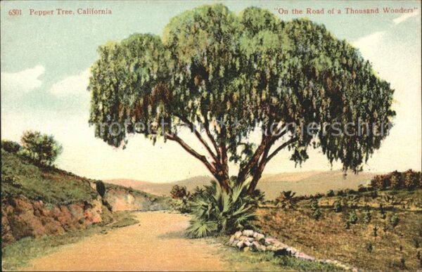 Baeume Trees Pepper Tree California Road of a Thousa