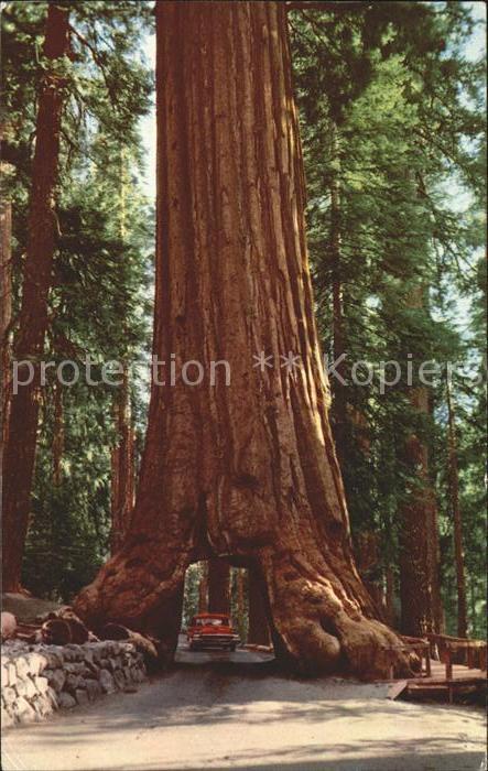 Baeume Trees Wawowa Tunnel Tree Yosemite National Pa