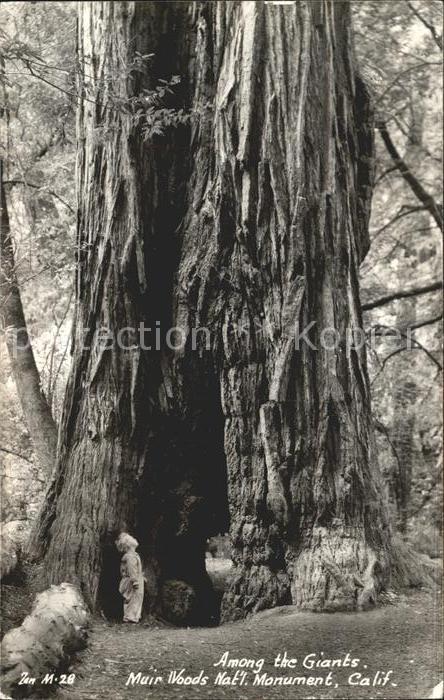 Baeume Trees Among the Giants Muir Woods National Mo