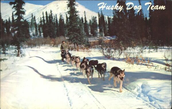 Hunde Hundeschlitten Huskys Alaska Husky Dog
