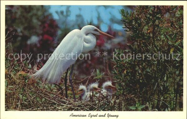 Voegel Silberreiher American Egret and Young E