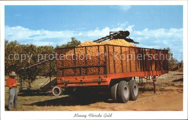 Orangen Oranges Mining Florida Gold