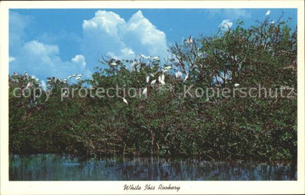 Voegel White Ibis Rookery Ibisse Everglades Na