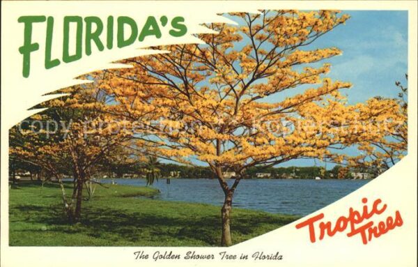 Baeume Trees Golden Shower Tree Florida