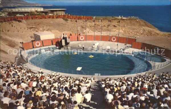 Delfine Delphine Dolphins Dauphins Delfi Sea Arena Marineland of the Pacific