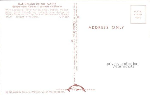 Delfine Delphine Dolphins Dauphins Delfi Marineland of the Pacific Rancho Palos – Bild 2