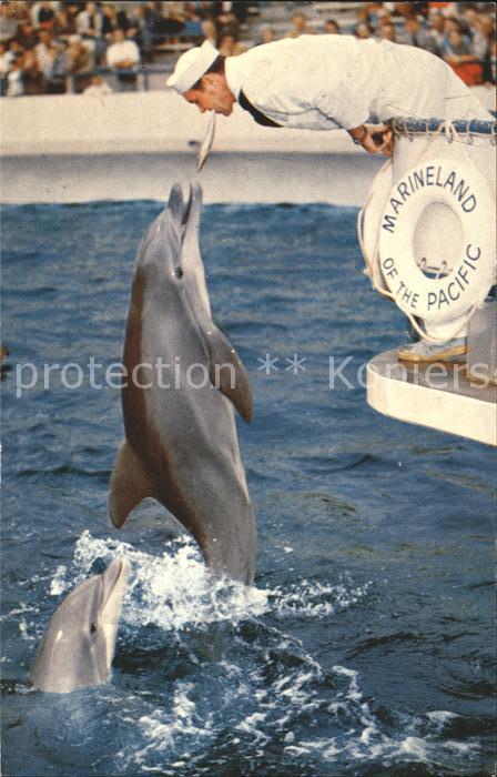 Delfine Delphine Dolphins Dauphins Delfi Marineland of the Pacific Palos Verdes