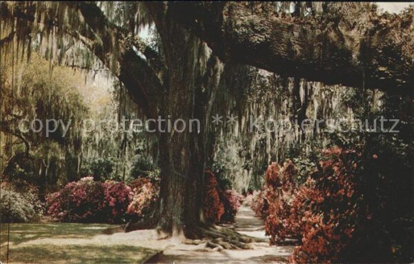 Baeume Trees Magnolia Gardens Oak Trees Charleston S