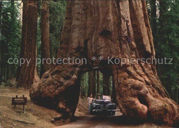 Baeume Trees Wawona Tunnel Tree Yosemite National Pa