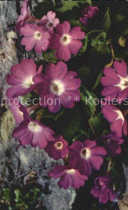 Blumen Behaarte Primel