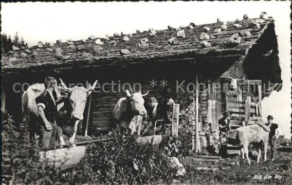 Kuehe Auf der Alp