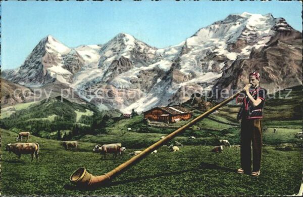Alphorn Alphornbläser Kühe