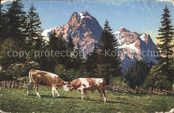 Kuehe Berge Natur Bäume