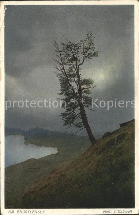 Foto Gaberell J. Nr. 2665 Engstlensee Baum