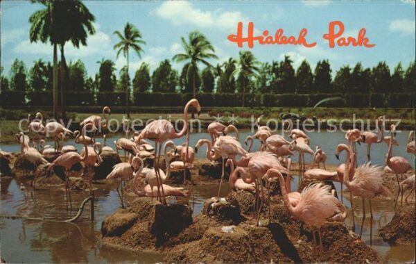 Flamingo Hialeah Race Course Hialeah Florida