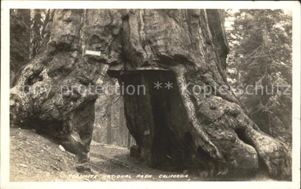 Baeume Trees Wawona Yosemite National Park Californi