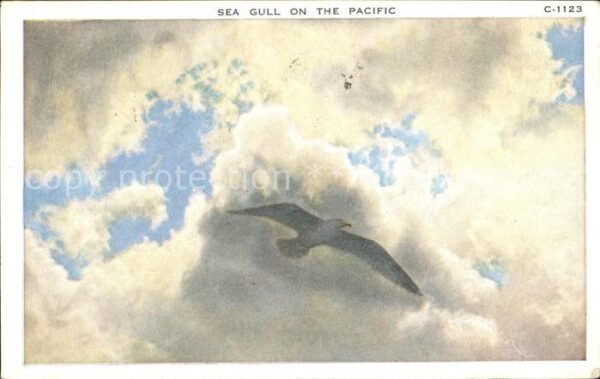 Moewen Seemöwe Seagull Pacific
