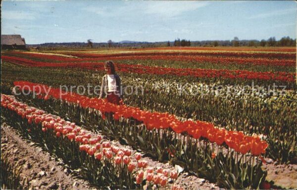 Blumen Feld Tulpen Tulip Fields Western Washin