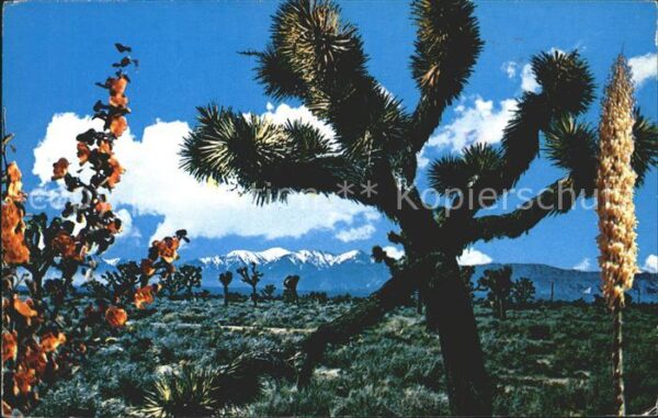 Baeume Trees Joshua Trees