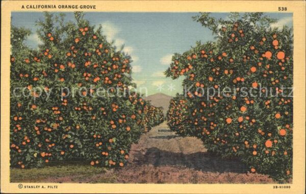 Orangen Oranges California Orange Grove