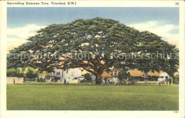 Baeume Trees Spreading Samaan Tree Trinidad