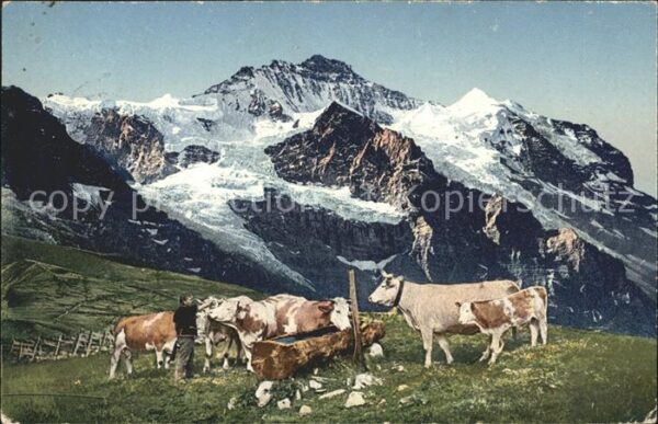 Kuehe Tränke Berge
