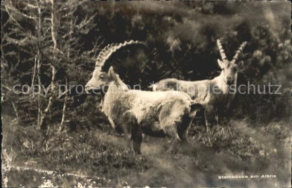 Steinbock Steinböcke Albris