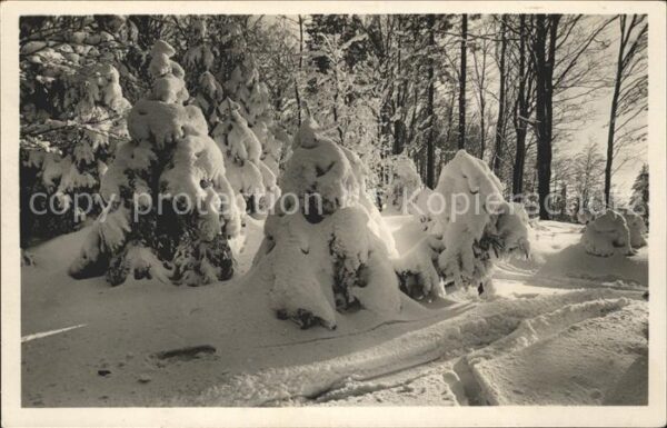 Foto Gaberell J. Nr. 1332 Bäume Wald Schnee Winter