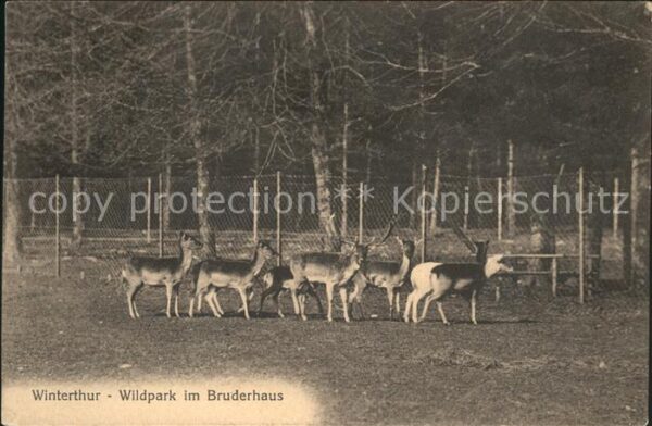 Hirsch Rehe Winterthur Wildpark Bruderhaus