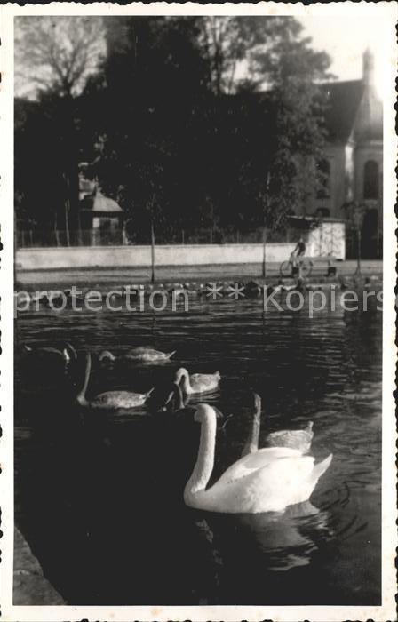 Schwan Schwäne