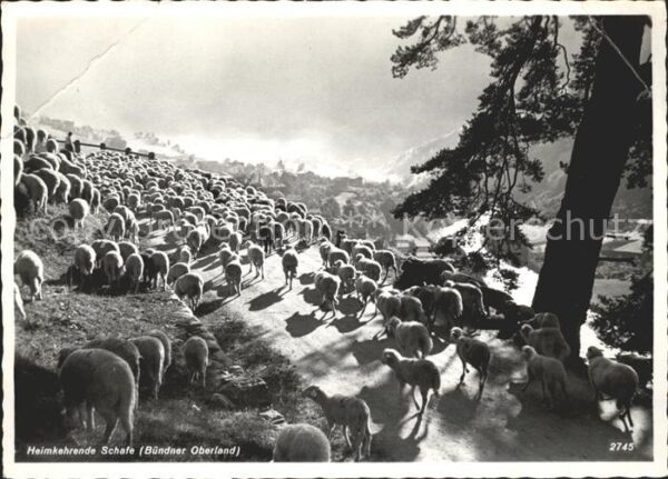 Schafe Herde Bündner Oberland