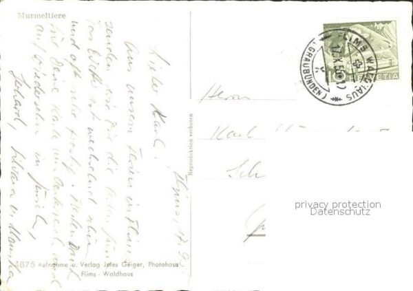 Murmeltier – Bild 2