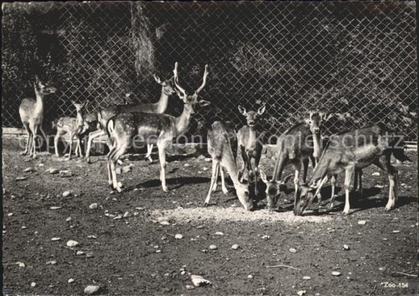 Hirsch Rehe Zoo Zürich Damhirsche