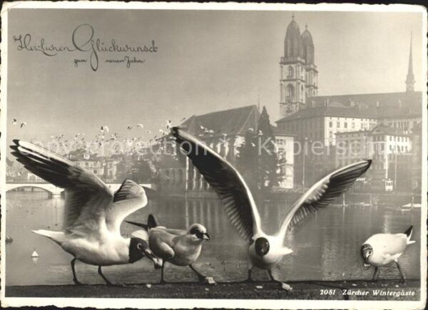 Moewen Glückwunsch Neujahr Zürich